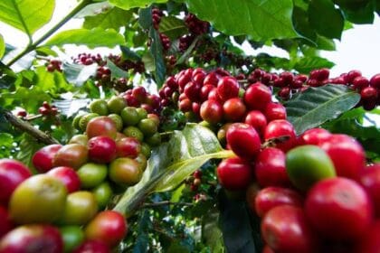coffee bushes