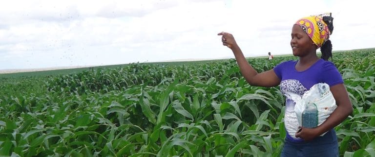kenya applying aflasafe 768