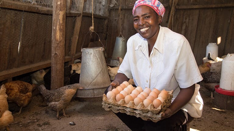 Poultry farming in Kenya 2