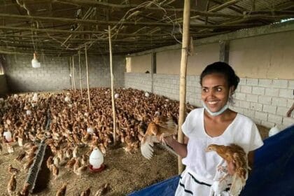 poultry farm