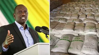 ruto and fertiliser.jpg