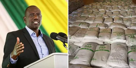 ruto and fertiliser.jpg