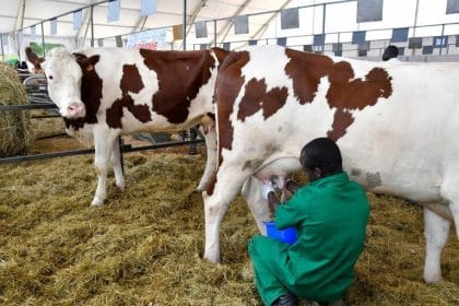 Modern Dairy farms