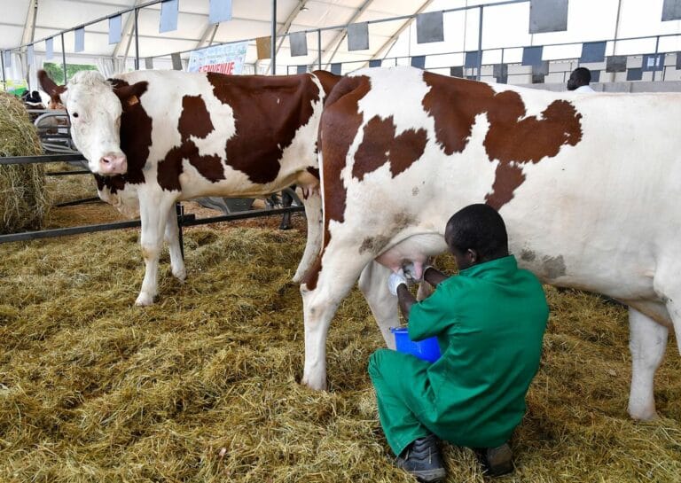 Modern Dairy farms